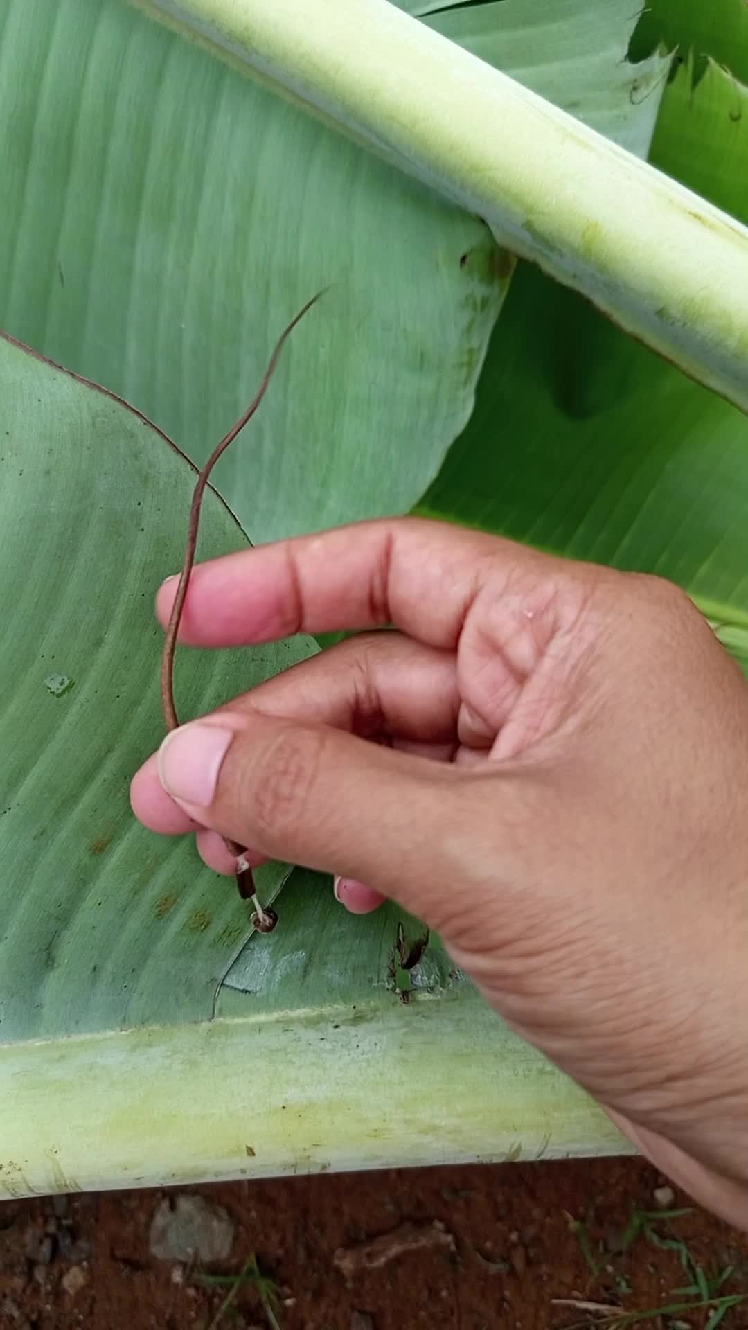 dulu waktu kecil sering banget ngambil yang begini, entah nanya apa sampai sekarang namanya ga tau, cuma slu aku pake buat hadiah aku sendir