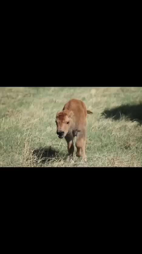  #RCTIPlus  #HOTrctiplus  #video #virall 