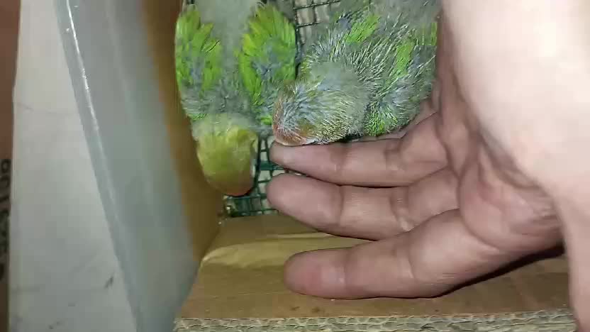 #love #Lovebirds #lucu 