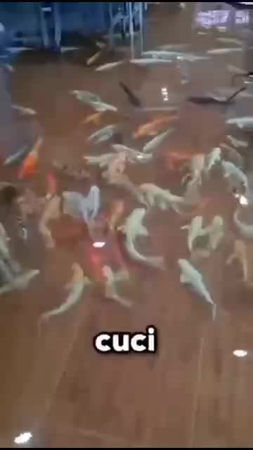 Makan Ikan ❌
Makan Sama Ikan ✅

ada yg pernah ke restoran ini ?

#fyp #short #rigelagency #OriginalSong #HOTrctiplus #RCTIPlus  #viral #HOT 