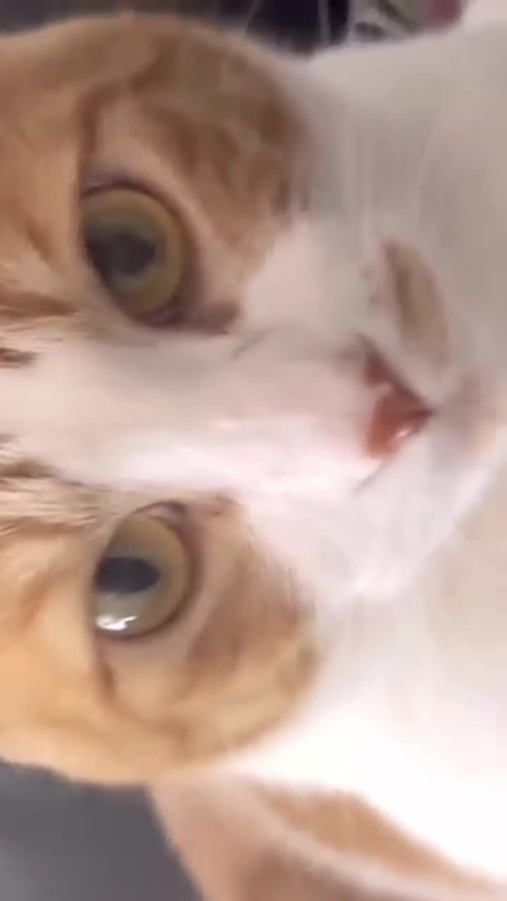 miaww 