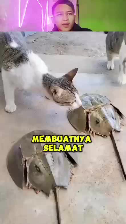 lihat  #RCTIPlus  #RCTIoke #rcti  #Viral  #trending