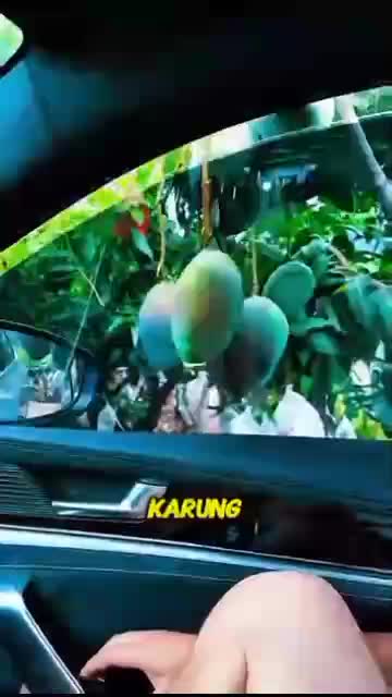 Hayoloo hati2 ygagi punya banyak buah di pinggir jalan 

#fyp #short #rigelagency #OriginalSong #HOTrctiplus #RCTIPlus  #viral #HOT #videolu