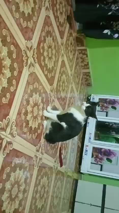 kucing rumahan  # # # # #