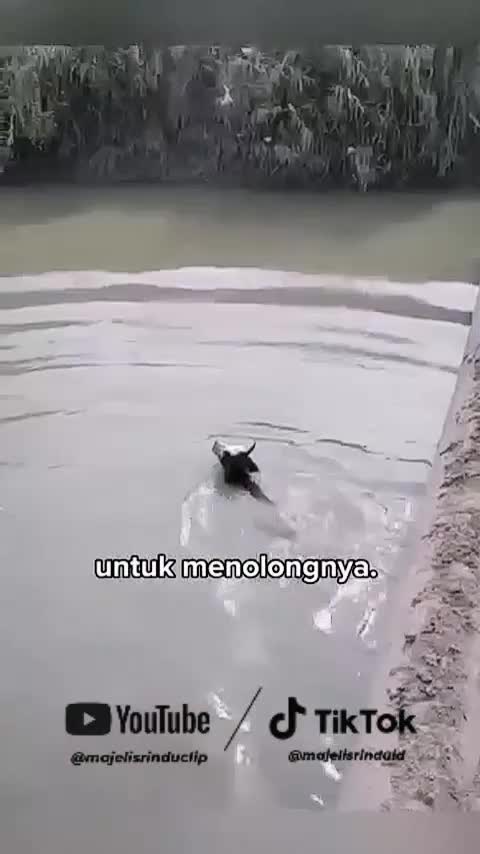 Mencoba menyelamatkan seekor sapi❤ #animallovers #viral 