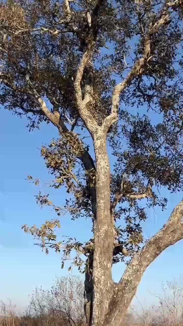 kejar kejaran

 #vodelucu