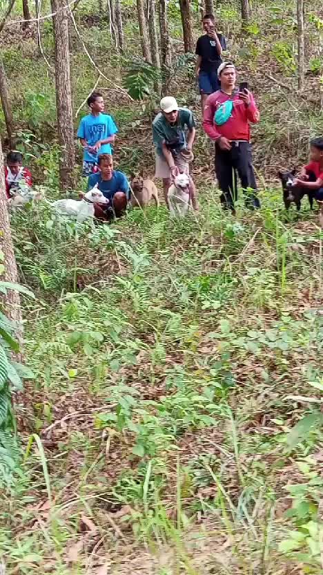 bebrburu hama babi hutan
 #berburubabi
 #kemampuan pitbul 