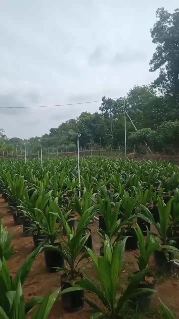 pembibitan sawit oki AJM 