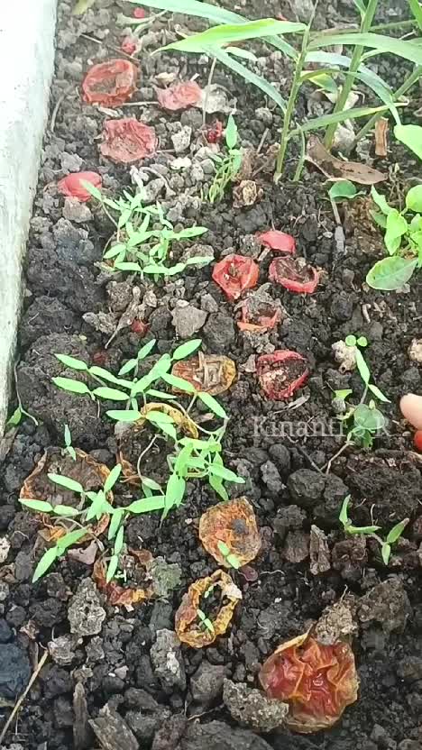 Panen tomat lagii
Belum habis2 tomat di kebun samping rumah

#berkebun
#RCTIPlus #shortplus 
#suasanahidupdidesa 
#hidupdidesa 
#panensayura