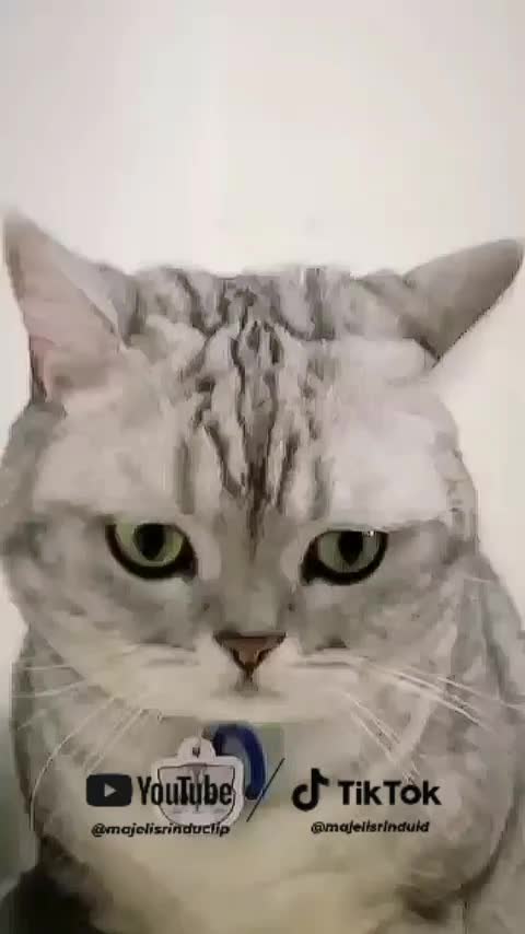 Kucing gembul lucu yang di jahili pemiliknya❤ #animallovers #viral 