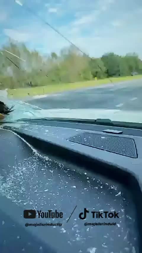 Kura-kura yang selamat setelah jatuh dari ketinggian❤ #animallovers #viral 