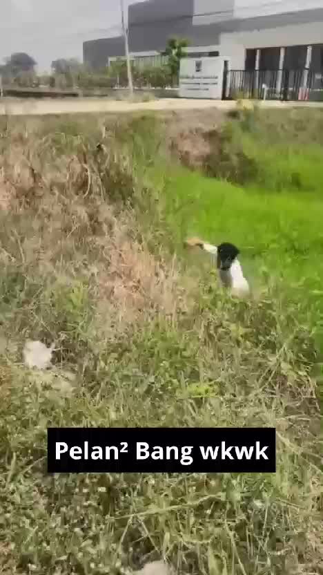 Sangking kebeletnya udah ga Tahan🤭🤣 #follow #likekomen #RCTIPlus #RCTIoke #vidiolucu #shorts 