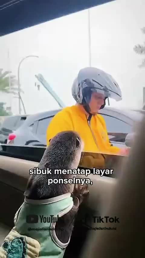 Berang-berang yang lucu dan ramah ke setiap orang❤ #animallovers #viral 