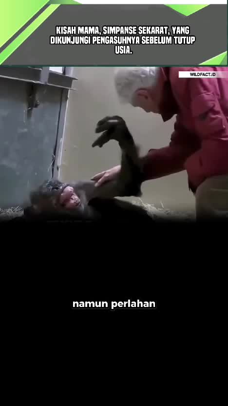 Kisah Mama, Simpanse Sekarat, Yang Dikunjungi Pengasuhnya sebelum tutup usia. #videoviral  #kisahviral  #faktaviral