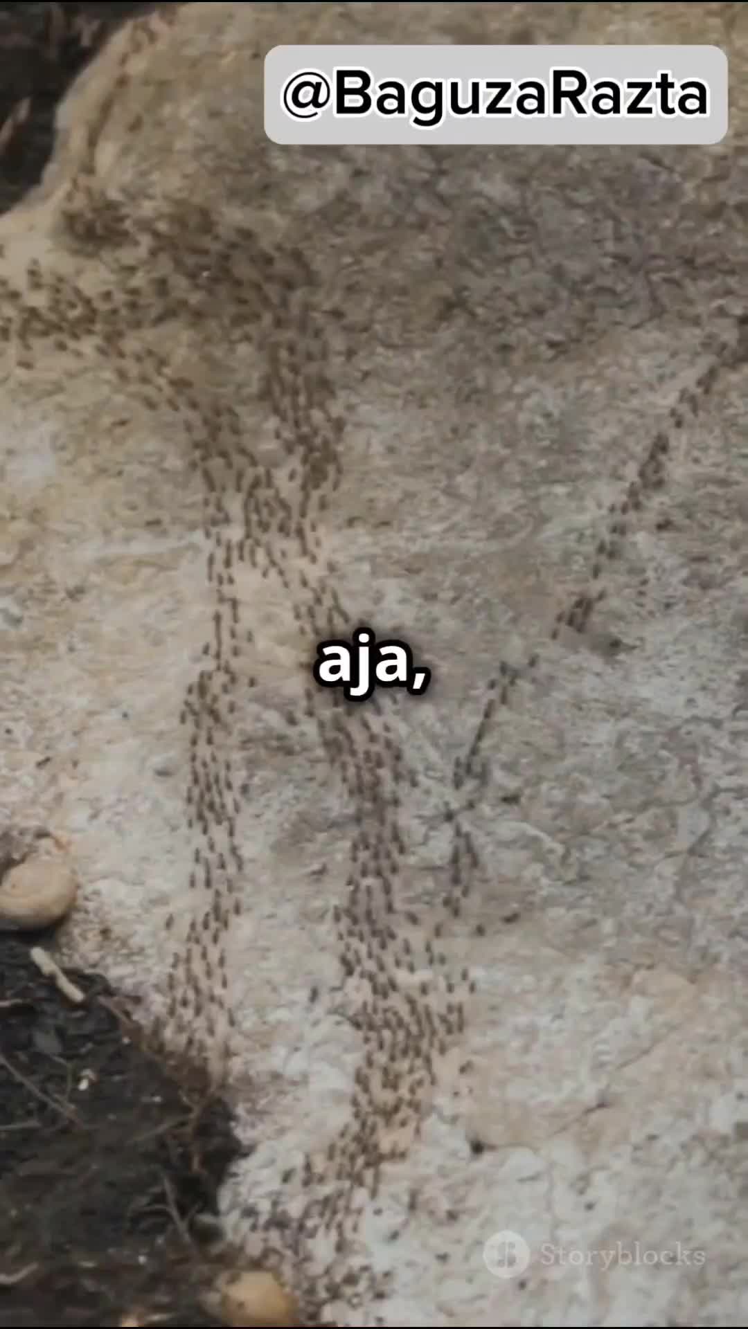 Rahasia Semut Jaringan Kerja yang Kompleks #fyp #faktaunik #faktamenarik #fakta 