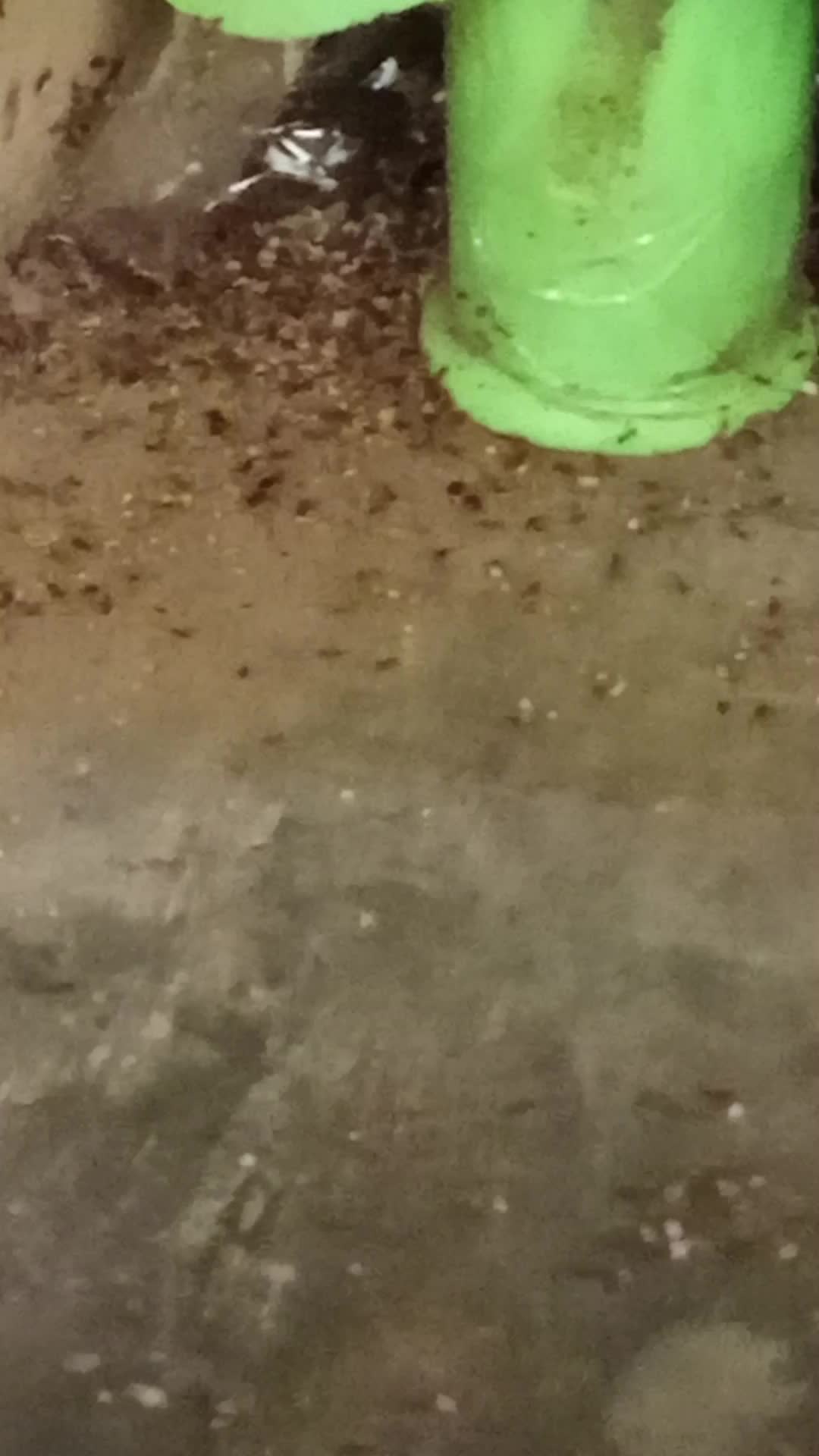 kadang suka heran, Tiba-tiba muncul semut sebanyak gini. ini sambil bawa telur telurnya ya. aku lho merinding liat beginian, cara biar ga ad