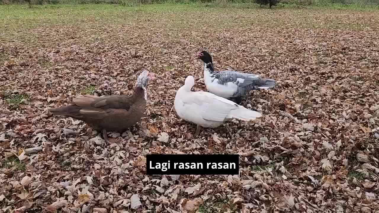 entok lagi rasan rasan

#HOTrctiplus #shortplus #beternak