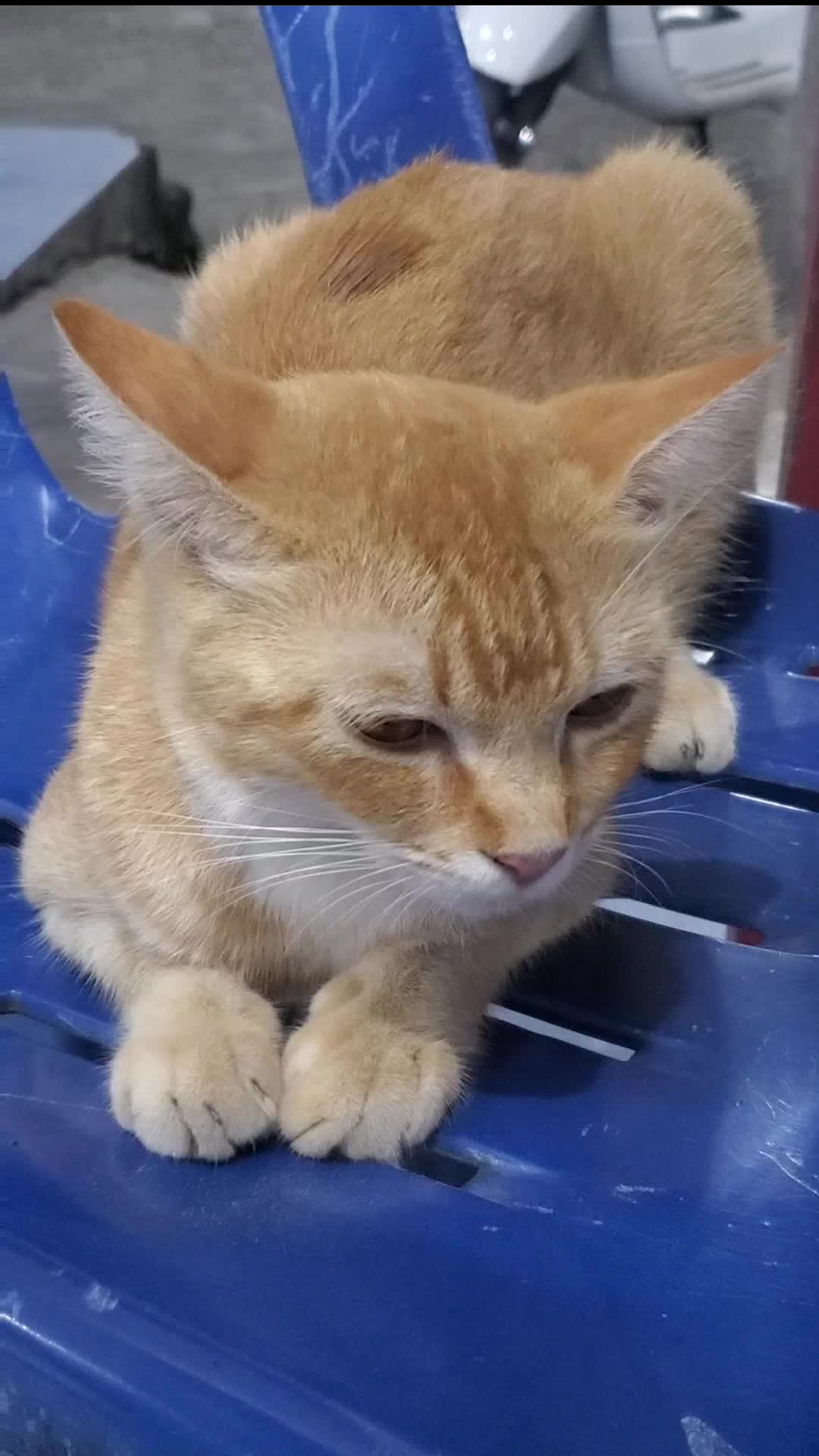Si Oyen Gemoy 

#kucing #kucinglucu #kucingindo #kucingoyen #kucinggemes #kucinglovers #kucingviral #kucingimut #kucingmanja #kucingkampung 