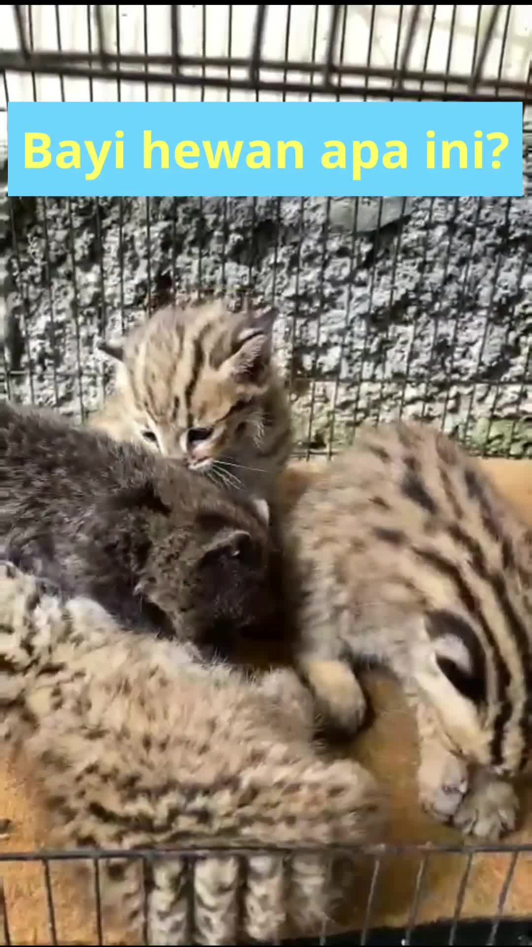 Bayi hewan lucu

#viral
#trending
#shorts 