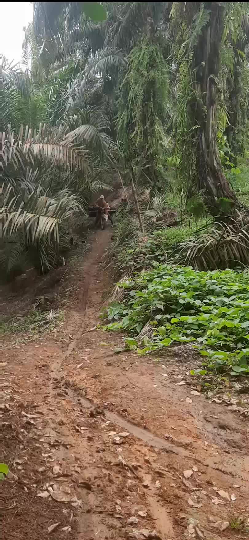 Pemanen Sawit sedang melangsir buah sawit