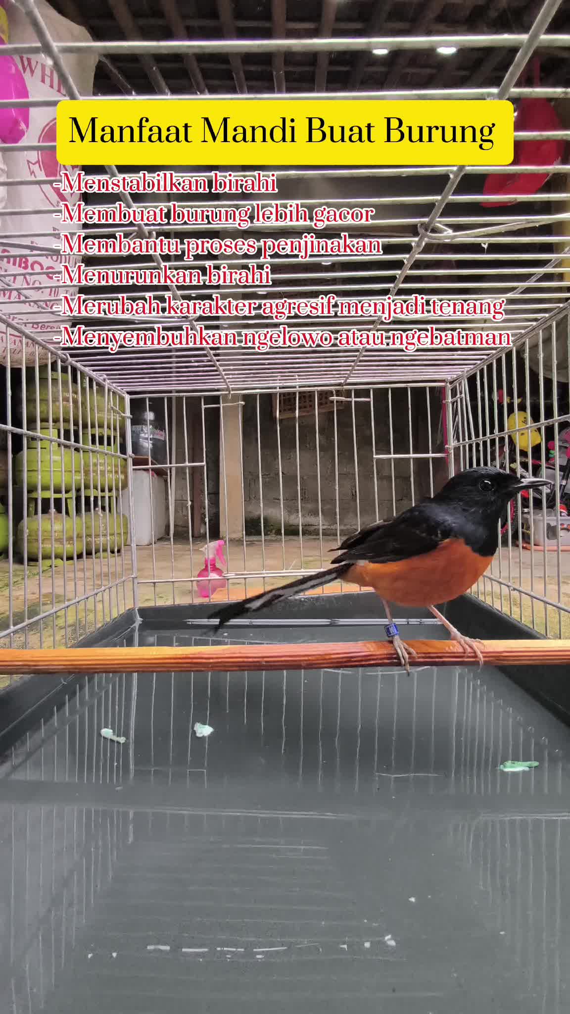 Manfaat Mandi Buat Burung Murai Batu #kenari #muraubatu #kacer