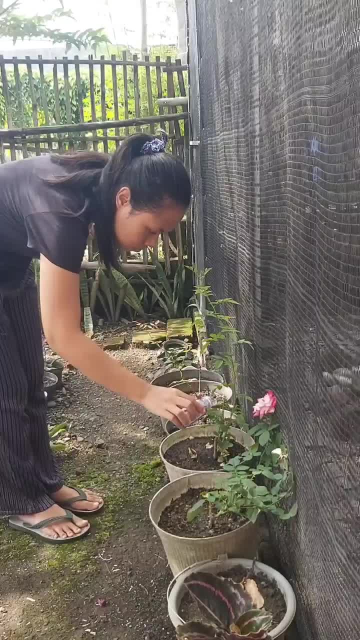 CARA BASMI SEMUT DI MEDIA TANAM

#tipsntrikberkebun #Berkebun #berkebubdirumah #caramengatasihama 