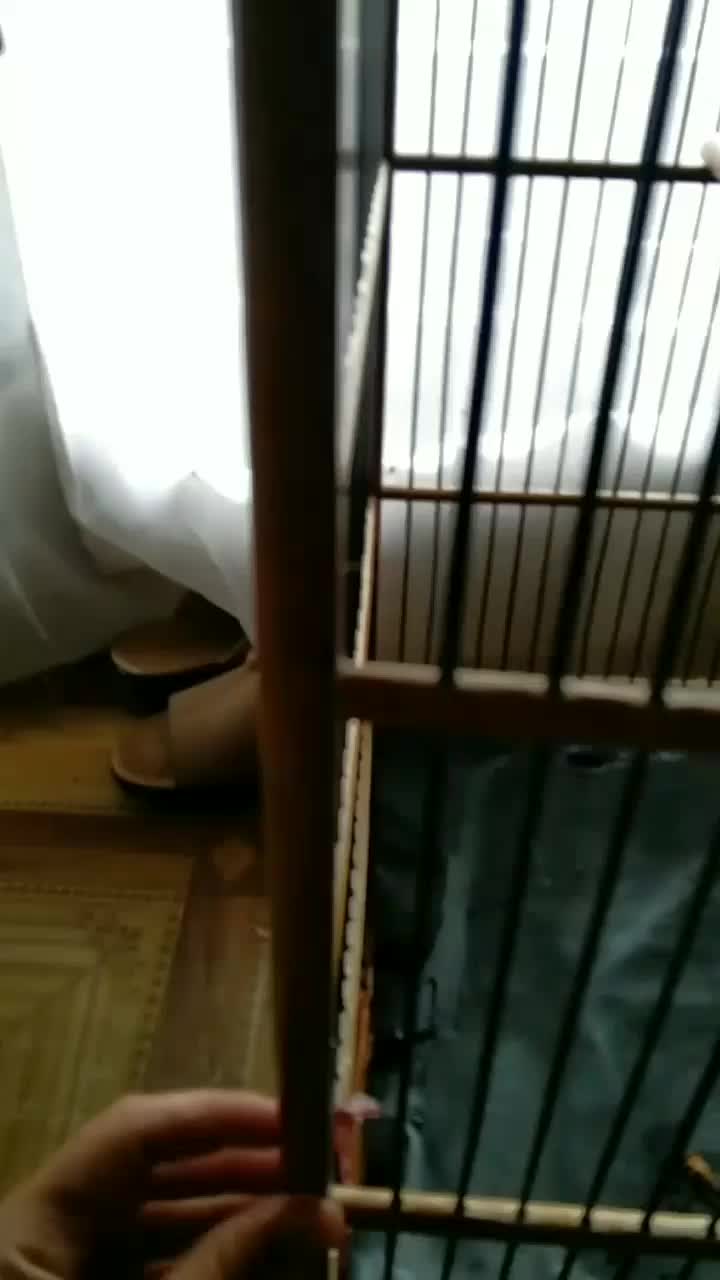 burung nya kabur  #short  #HOTrctiplus  #RCTIPlus 