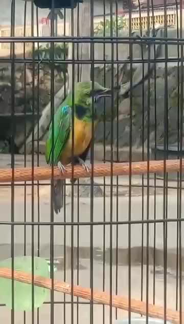  #RCTIPlus  #RCTIoke  #HOTrctiplus  #kicaumania  #pecintaburungkicau  