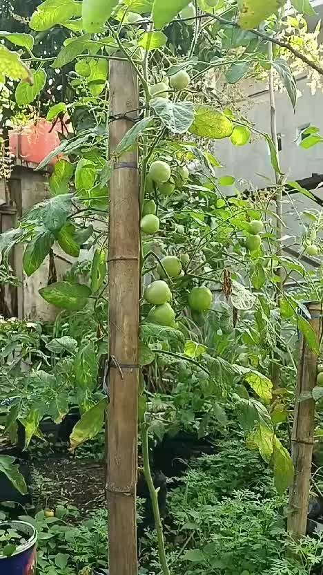 Adem ayem pagi hari memandang tanaman di kebun #shortplus #Berkebun #hobiberkebun 