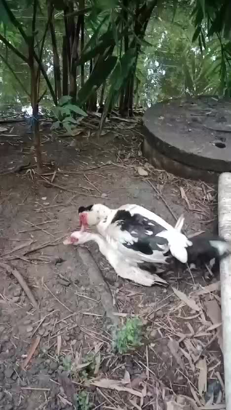 bebek apa mentok 🦢ini gays.??  #RCTI+ #fypシ 