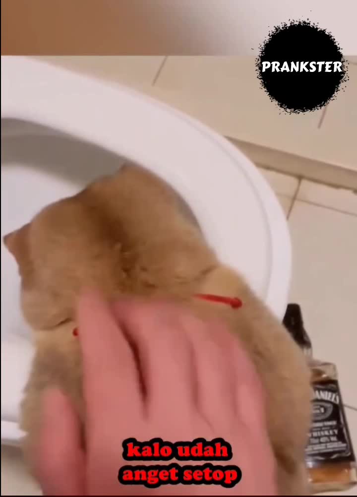 #421 Ketauan kan 😁
#videolucu #prank 