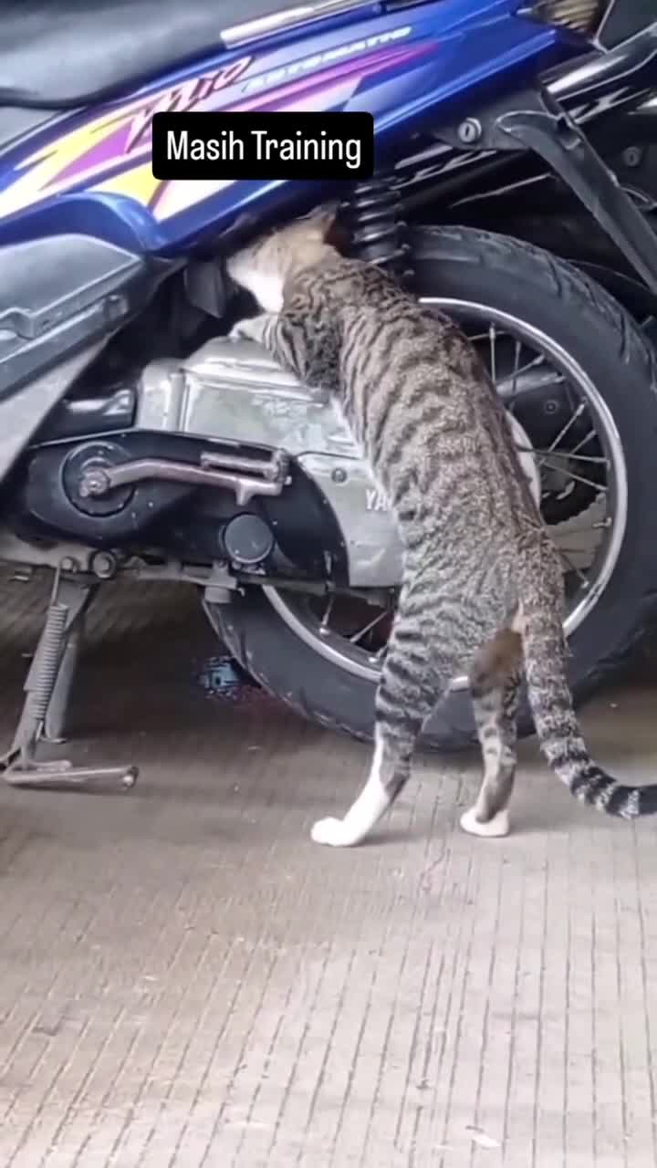 Karyawan Baru #kucing #kucingindonesia #kucinglucubanget #videoviral #videolucu #videongakak #ngakak #HOTrctiplus
