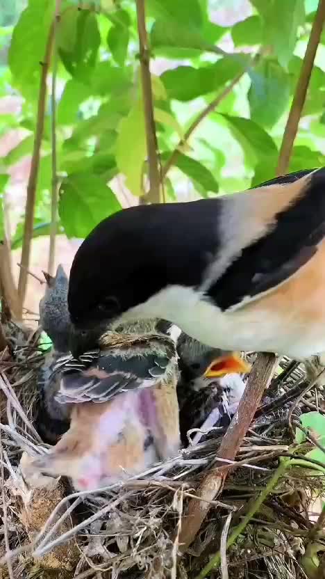 Kasih sayang ibu #burungkicau   #ibu #binatang  #burung 
