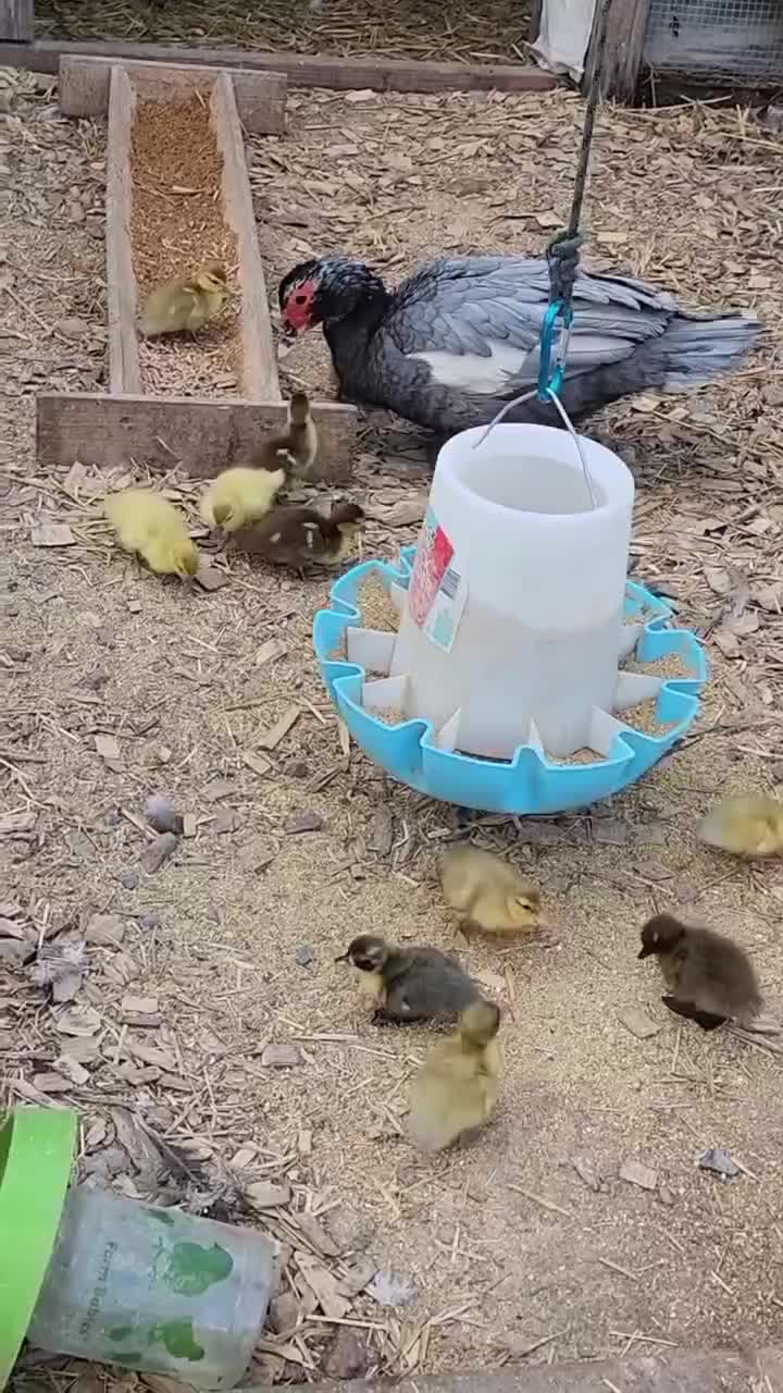 endingnya

#HOTrctiplus #shortplus 