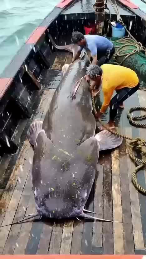 ikan lele