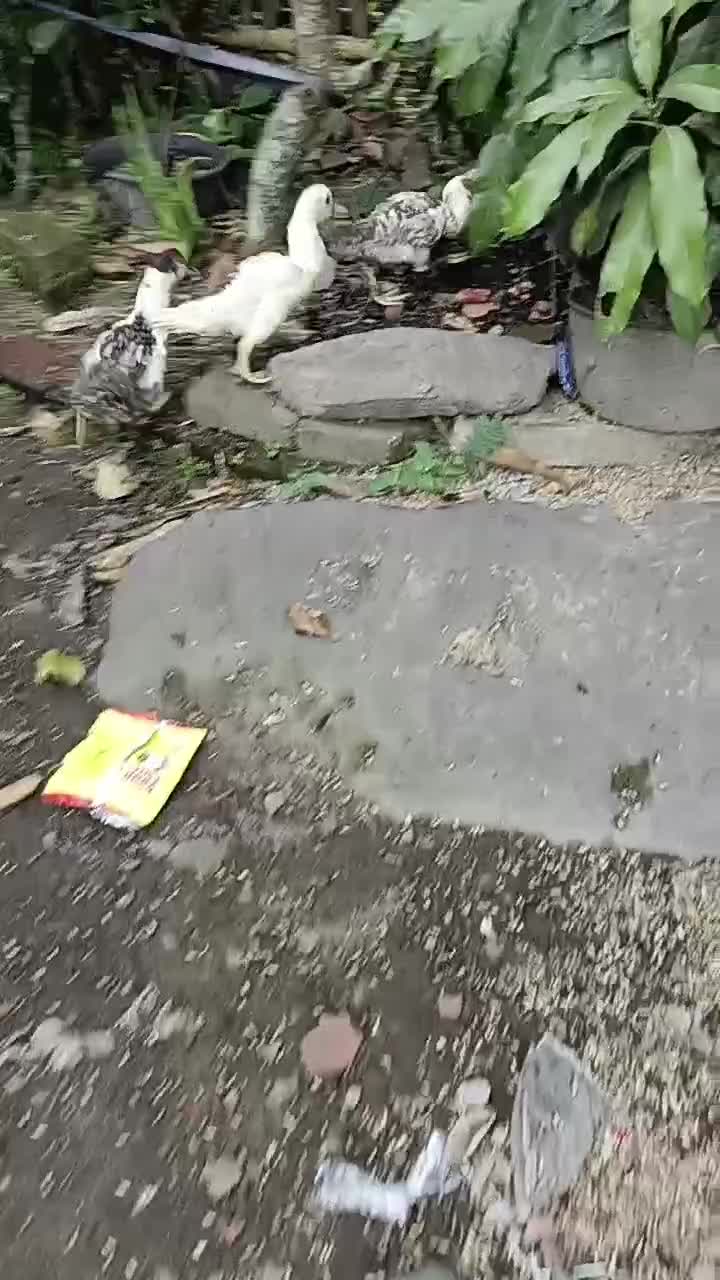 Bebek nya pada kabur  #short  #HOTrctiplus  #RCTIPlus  #fyp 