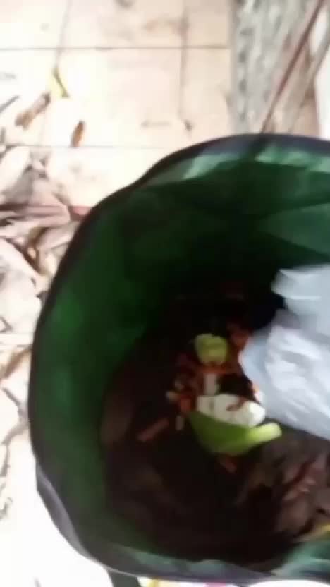 bikin kompos dirumah dengan compos bag #composbag #bikinkompos #kebunshaka 