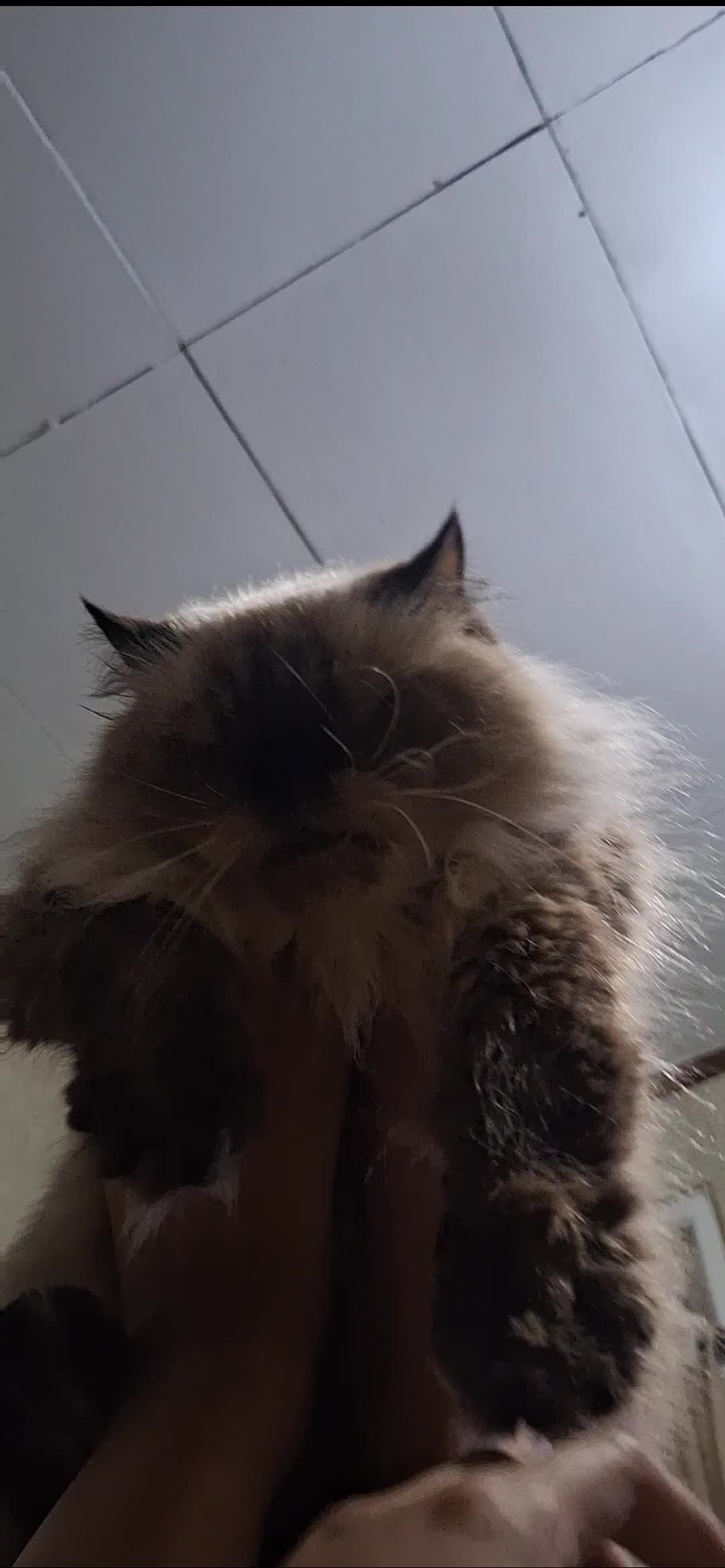 Lucu banget ternyata ga cuman anak kecil doang yang seneng dinaikin pake kaki..ternyata kucing juga 😂😂🤣🤣🤣


#ngakak #komedi #lucu #kucing #k