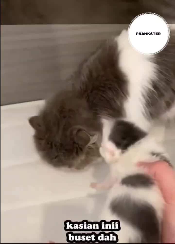 #342 Hahaha

#videolucu #prank 