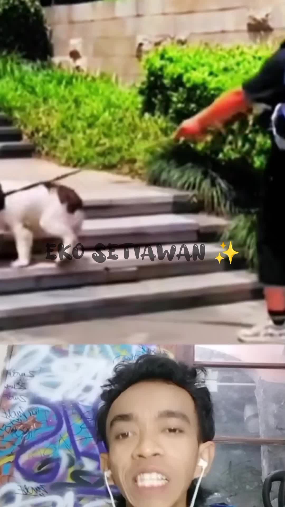 respect anjing suka menolong ?