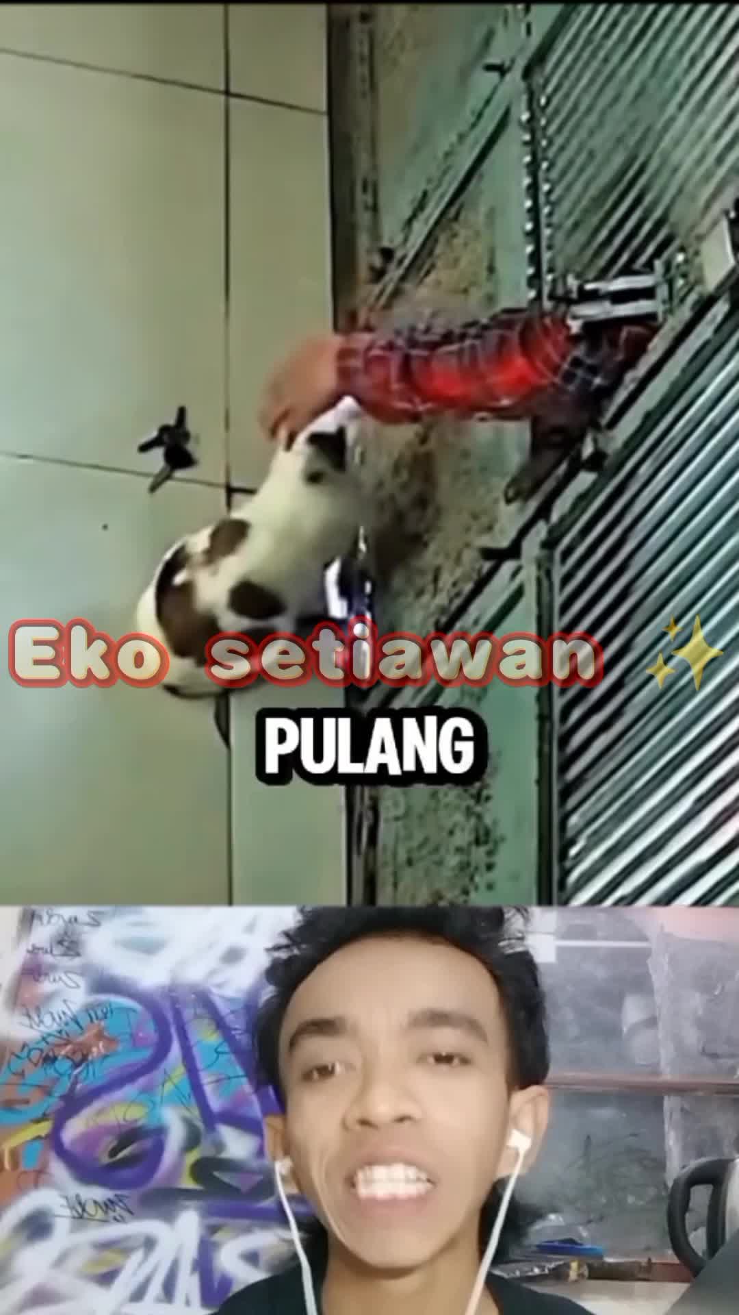 kucing yang pintar 😍😁#duett #reactiont 