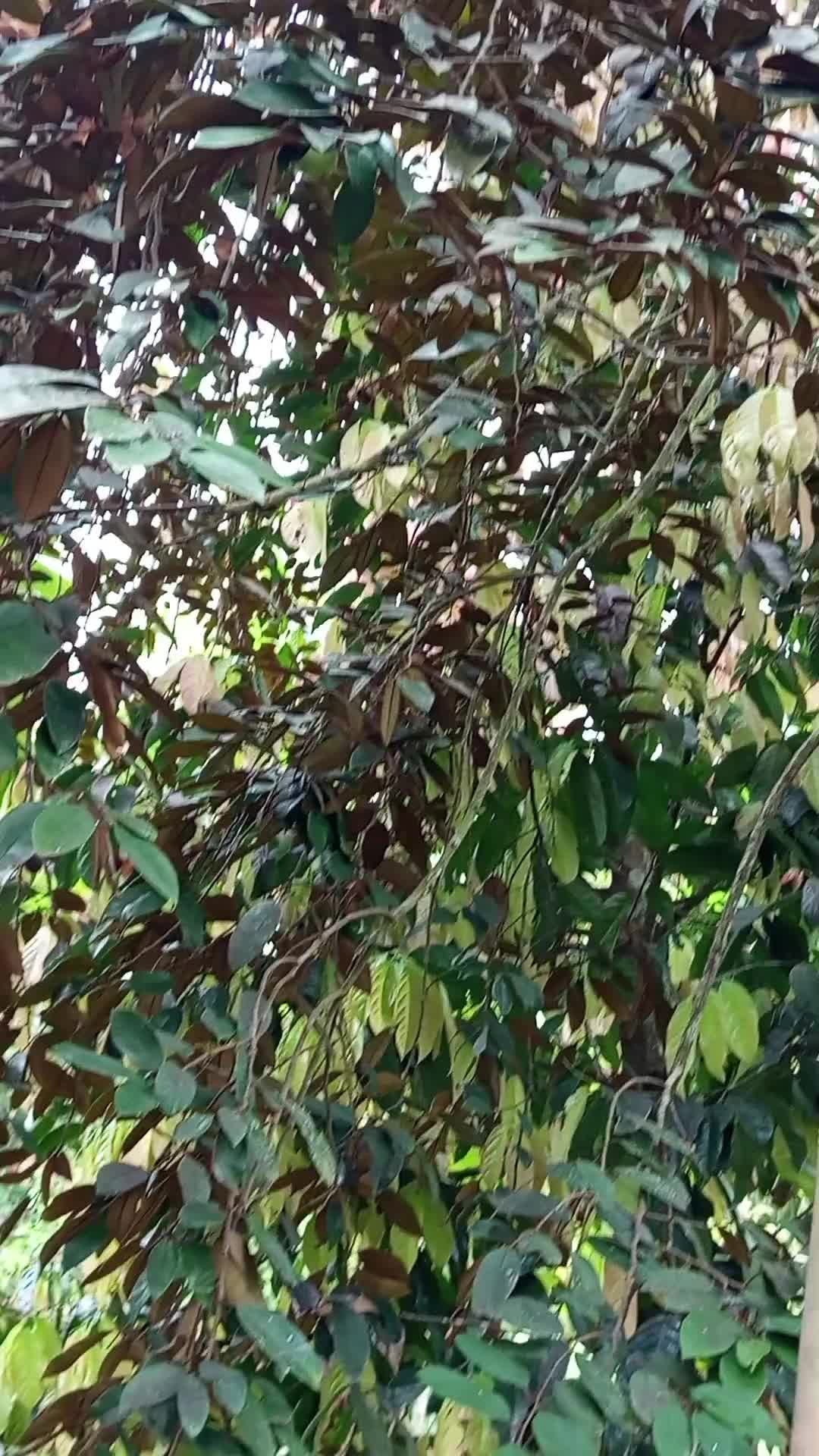 metik buah aprikus dulu gaes, sambil lihat sawah #adem.