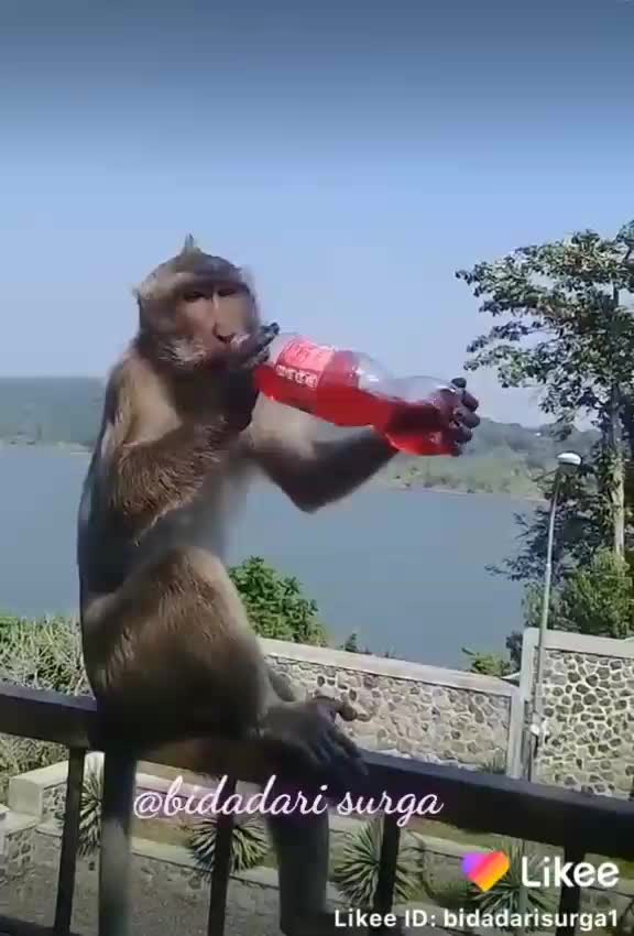 jjjj