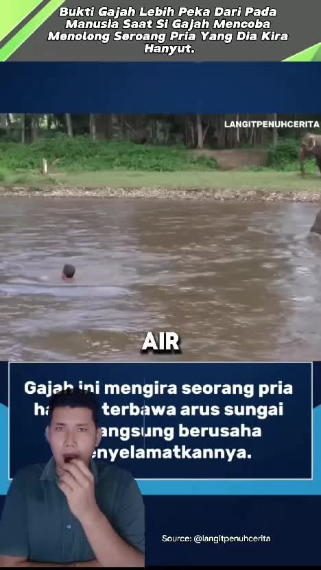 Bukti Gajah Lebih Peka Dari Pada Manusia Saat Si Gajah Mencoba Menolong Seroang Pria Yang Dia Kira Hanyut. #videoviral  #faktaunik  #videoed