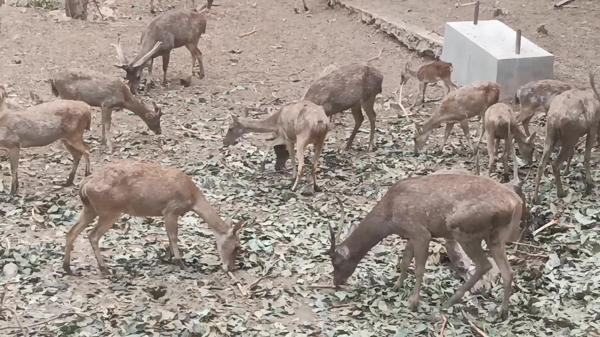 EDISI NGAJAK ANAK LIHAT RUSA DI PENANGKARAN OBSERVASI