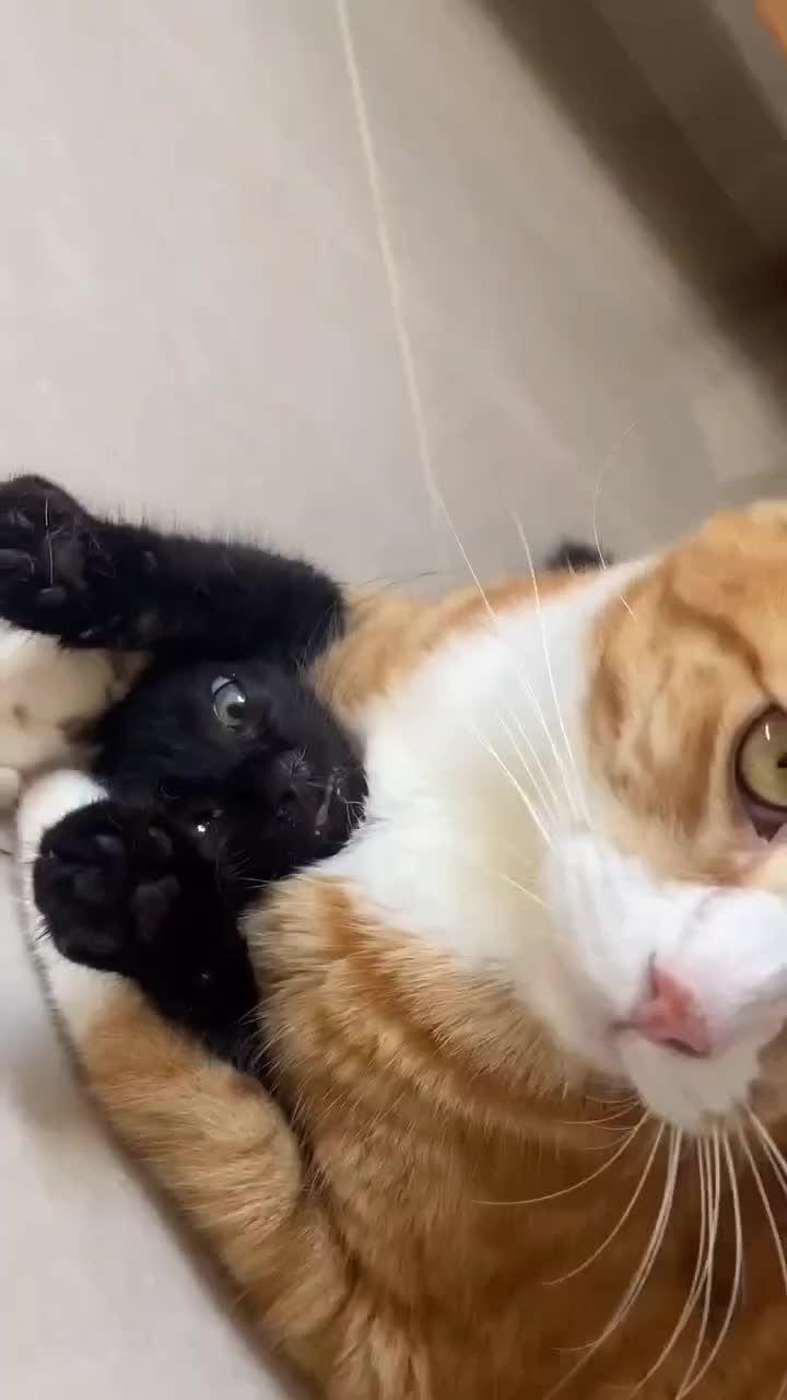  kucing lucu  #kucing  #funnyvideo 