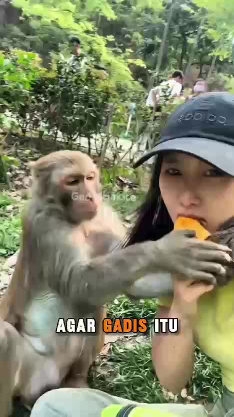 Monyet pun dipermainkan oleh wanita ini  #fypシ゚viral 