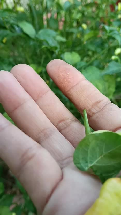 Hallo teman-teman yukk lihat kebun cabai mini ku ...