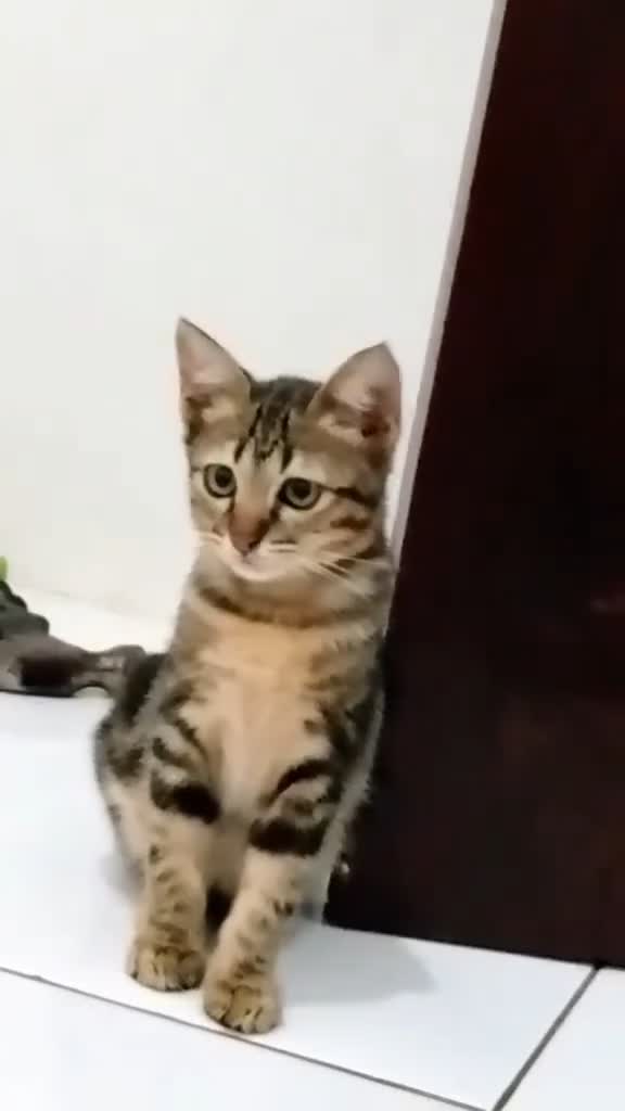 kucing lucu 