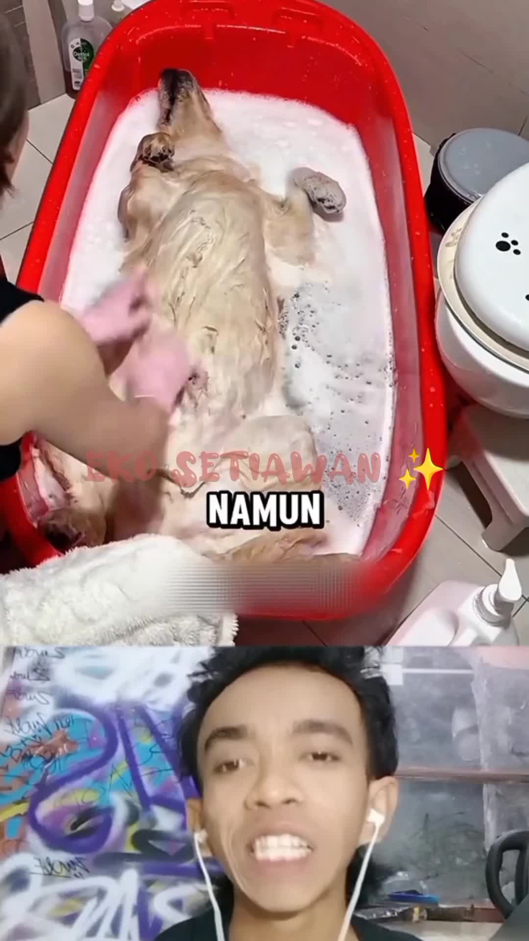 anjing ini sedang ngerjain majikannya 😁